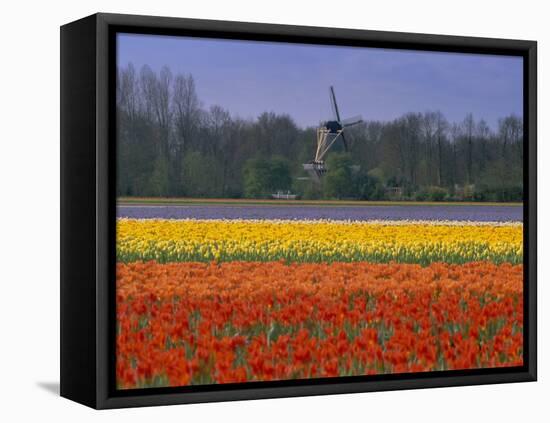 Tulip Fields and Windmill Near Keukenhof, Holland (The Netherlands), Europe-Gavin Hellier-Framed Stretched Canvas