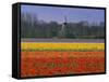 Tulip Fields and Windmill Near Keukenhof, Holland (The Netherlands), Europe-Gavin Hellier-Framed Stretched Canvas