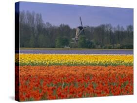 Tulip Fields and Windmill Near Keukenhof, Holland (The Netherlands), Europe-Gavin Hellier-Stretched Canvas