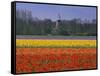 Tulip Fields and Windmill Near Keukenhof, Holland (The Netherlands), Europe-Gavin Hellier-Framed Stretched Canvas