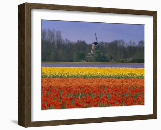 Tulip Fields and Windmill Near Keukenhof, Holland (The Netherlands), Europe-Gavin Hellier-Framed Premium Photographic Print