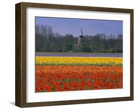 Tulip Fields and Windmill Near Keukenhof, Holland (The Netherlands), Europe-Gavin Hellier-Framed Premium Photographic Print