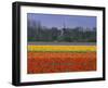 Tulip Fields and Windmill Near Keukenhof, Holland (The Netherlands), Europe-Gavin Hellier-Framed Premium Photographic Print