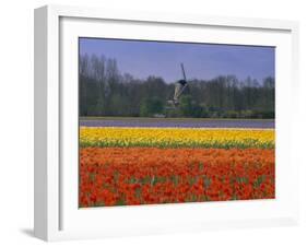 Tulip Fields and Windmill Near Keukenhof, Holland (The Netherlands), Europe-Gavin Hellier-Framed Premium Photographic Print