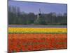 Tulip Fields and Windmill Near Keukenhof, Holland (The Netherlands), Europe-Gavin Hellier-Mounted Premium Photographic Print