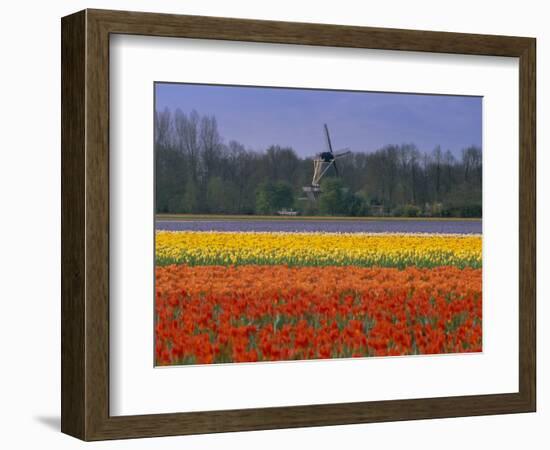 Tulip Fields and Windmill Near Keukenhof, Holland (The Netherlands), Europe-Gavin Hellier-Framed Photographic Print