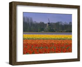 Tulip Fields and Windmill Near Keukenhof, Holland (The Netherlands), Europe-Gavin Hellier-Framed Photographic Print