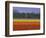 Tulip Fields and Windmill Near Keukenhof, Holland (The Netherlands), Europe-Gavin Hellier-Framed Photographic Print