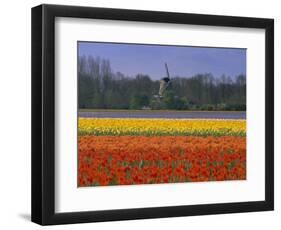 Tulip Fields and Windmill Near Keukenhof, Holland (The Netherlands), Europe-Gavin Hellier-Framed Photographic Print