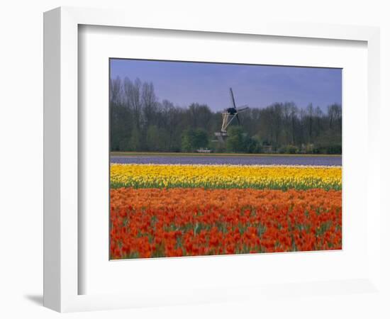 Tulip Fields and Windmill Near Keukenhof, Holland (The Netherlands), Europe-Gavin Hellier-Framed Photographic Print