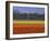 Tulip Fields and Windmill Near Keukenhof, Holland (The Netherlands), Europe-Gavin Hellier-Framed Photographic Print