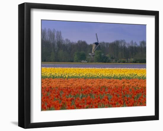 Tulip Fields and Windmill Near Keukenhof, Holland (The Netherlands), Europe-Gavin Hellier-Framed Photographic Print