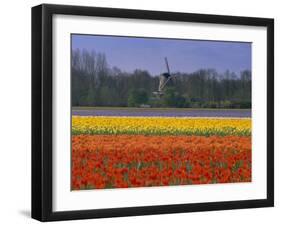 Tulip Fields and Windmill Near Keukenhof, Holland (The Netherlands), Europe-Gavin Hellier-Framed Photographic Print