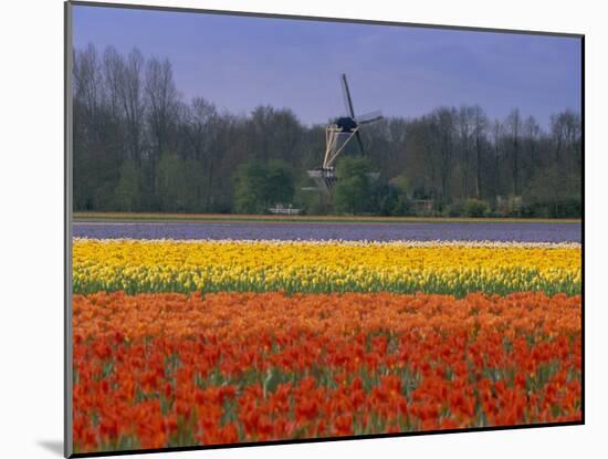 Tulip Fields and Windmill Near Keukenhof, Holland (The Netherlands), Europe-Gavin Hellier-Mounted Photographic Print