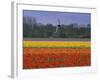 Tulip Fields and Windmill Near Keukenhof, Holland (The Netherlands), Europe-Gavin Hellier-Framed Photographic Print