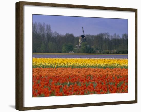 Tulip Fields and Windmill Near Keukenhof, Holland (The Netherlands), Europe-Gavin Hellier-Framed Photographic Print