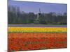 Tulip Fields and Windmill Near Keukenhof, Holland (The Netherlands), Europe-Gavin Hellier-Mounted Photographic Print