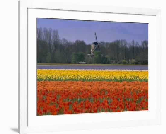Tulip Fields and Windmill Near Keukenhof, Holland (The Netherlands), Europe-Gavin Hellier-Framed Photographic Print