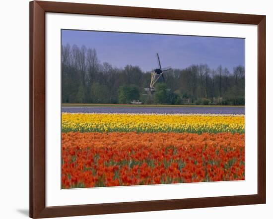 Tulip Fields and Windmill Near Keukenhof, Holland (The Netherlands), Europe-Gavin Hellier-Framed Photographic Print