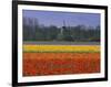 Tulip Fields and Windmill Near Keukenhof, Holland (The Netherlands), Europe-Gavin Hellier-Framed Photographic Print