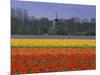 Tulip Fields and Windmill Near Keukenhof, Holland (The Netherlands), Europe-Gavin Hellier-Mounted Photographic Print