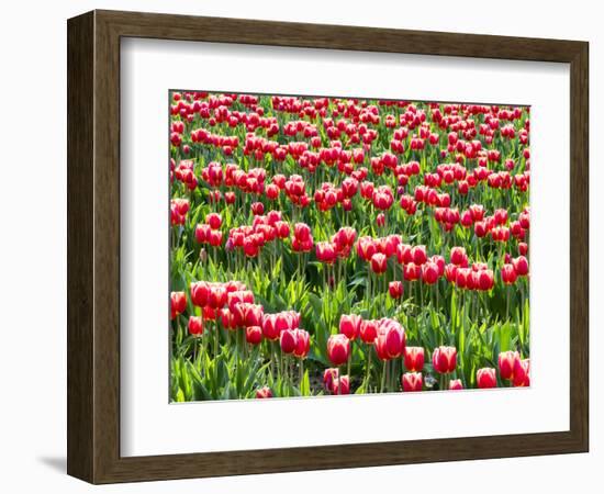 Tulip fields in bloom-Terry Eggers-Framed Photographic Print