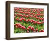 Tulip fields in bloom-Terry Eggers-Framed Photographic Print