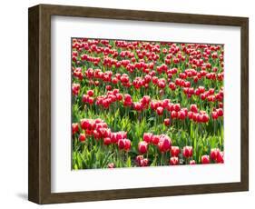 Tulip fields in bloom-Terry Eggers-Framed Photographic Print