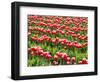 Tulip fields in bloom-Terry Eggers-Framed Photographic Print