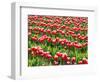 Tulip fields in bloom-Terry Eggers-Framed Photographic Print