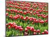 Tulip fields in bloom-Terry Eggers-Mounted Photographic Print