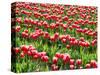 Tulip fields in bloom-Terry Eggers-Stretched Canvas