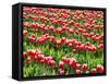 Tulip fields in bloom-Terry Eggers-Framed Stretched Canvas