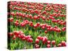 Tulip fields in bloom-Terry Eggers-Stretched Canvas