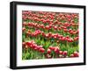 Tulip fields in bloom-Terry Eggers-Framed Photographic Print