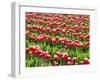 Tulip fields in bloom-Terry Eggers-Framed Photographic Print