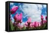 Tulip Fields in Holland-AndreAnita-Framed Stretched Canvas