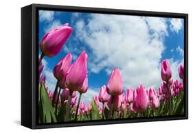 Tulip Fields in Holland-AndreAnita-Framed Stretched Canvas