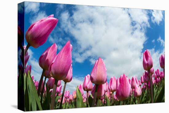 Tulip Fields in Holland-AndreAnita-Stretched Canvas