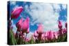 Tulip Fields in Holland-AndreAnita-Stretched Canvas