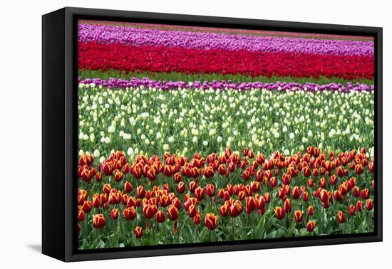 Tulip Fields in Holland-AndreAnita-Framed Stretched Canvas