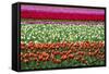 Tulip Fields in Holland-AndreAnita-Framed Stretched Canvas