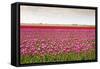 Tulip Fields in Holland-AndreAnita-Framed Stretched Canvas