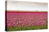 Tulip Fields in Holland-AndreAnita-Stretched Canvas