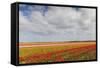 Tulip Fields in Holland-AndreAnita-Framed Stretched Canvas