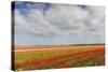 Tulip Fields in Holland-AndreAnita-Stretched Canvas