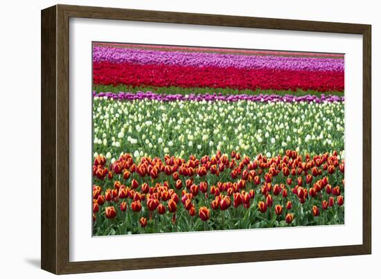 Tulip Fields in Holland-AndreAnita-Framed Photographic Print