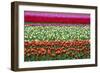 Tulip Fields in Holland-AndreAnita-Framed Photographic Print