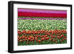 Tulip Fields in Holland-AndreAnita-Framed Photographic Print