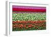 Tulip Fields in Holland-AndreAnita-Framed Photographic Print